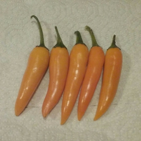 bulgarian carrot pepper seeds