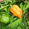 orange habanero pepper seeds