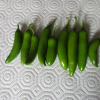 chili pepper serrano seeds