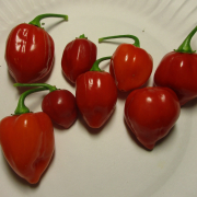 red habanero seeds