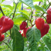 habanero pepper seeds red