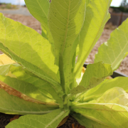 Tobacco 'Virginia Bright Leaf' seeds