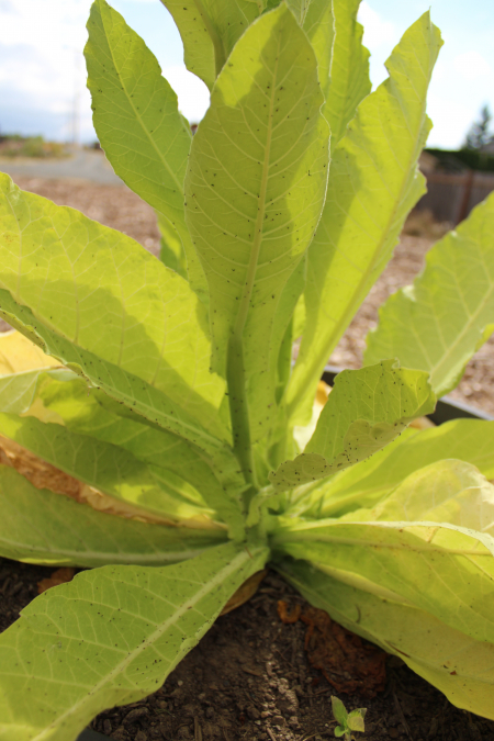 Tobacco 'Virginia Bright Leaf' seeds