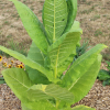  'Virginia Bright Leaf' nicotiana seeds