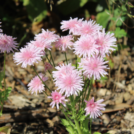 Crepis rubra | Pink Dandelion seeds