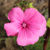 pink rose mallow seeds