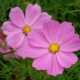 Pink Sensation cosmos flowers seeds
