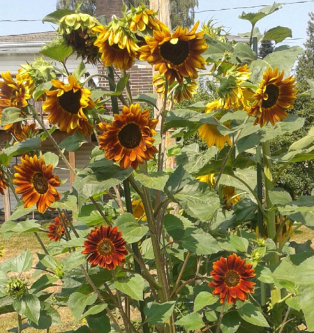 Helianthus annuus | Common Sunflower 'Evening Sun'
