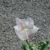 giganteum poppy seeds white and pink