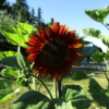 Common Sunflower Evening Sun