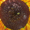 Evening Sun sunflower