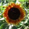 Evening Sun sunflower seeds