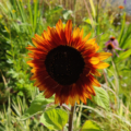 Helianthus annuus | Common Sunflower 'Evening Sun' seeds