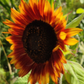 Helianthus annuus Sunflower 'Evening Sun' seeds