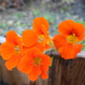 Orange Gleam Nasturtium seeds