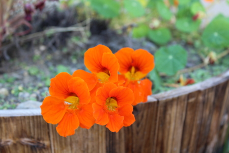 Gleam orange Nasturtium seeds