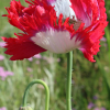 opium poppy danish flag seeds