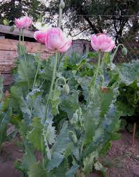 Poppy Breadseed Giant Pink x 3 grams Seeds *******Organic Homegrown 