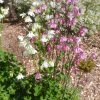 aquilegia pink and white seeds