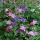 Aquilegia vulgaris | Common Columbine 'Grandmothers Garden Mix'