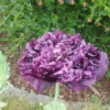 purple peony poppy