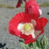 swiss flag opium poppy seeds