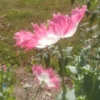 Poppy hybrid 'Afghan Pink & White' seeds