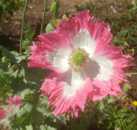 pink and white fringed poppy seeds