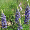 russell lupine blue & white seeds