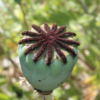 seed pods of oriental poppy