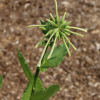 Nicotiana sylvestris seeds