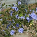 Blue Chicory seeds