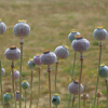 opium poppy pods