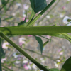 mutablis tobacco seeds
