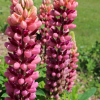 russell lupine peach and pink seeds