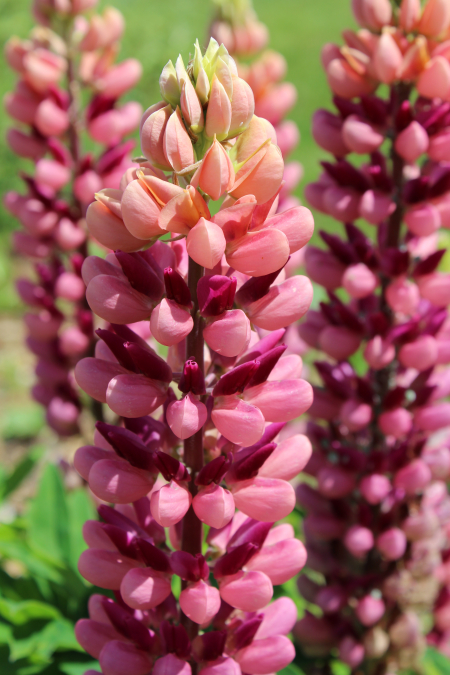 peach & pink russell lupine seeds
