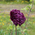 Papaver paenoiflorum | Peony Poppy 'Purple' seeds