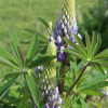 blue and white lupine seeds