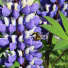 bumble bee on blue lupine