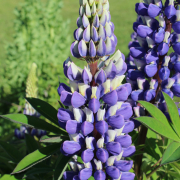 Lupinus polyphyllus the governor seeds