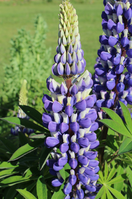 Lupinus polyphyllus the governor seeds