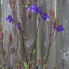 purple columbine aquilegia vulgaris seeds