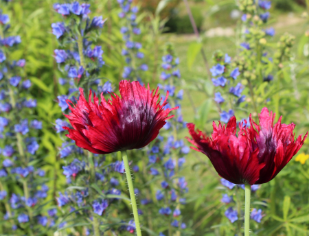 purple and red fringed pepperbox poppy seeds