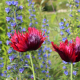 purple and red fringed pepperbox poppy seeds