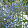 Chinese Forget-Me-Not 'Firmament' seeds