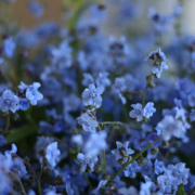 blue forget me not seeds