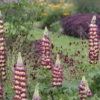 purple and yellow russell lupine seeds