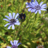 blue daisy seeds
