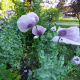 hungarian blue breadseed poppy seeds