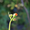 orange tassel flower seeds